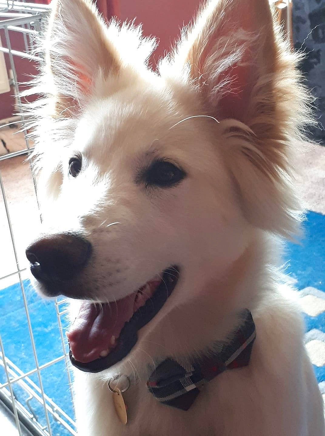 Loki is registered to the contest to win money with this photo: blue, canidae, carnivore, collar, companion_dog, dog, dog_breed, dog_supply, electric_blue, fawn, fur, german_spitz, indian_spitz, snout, spitz, sporting_group, toy_dog, water, whiskers, working_animal