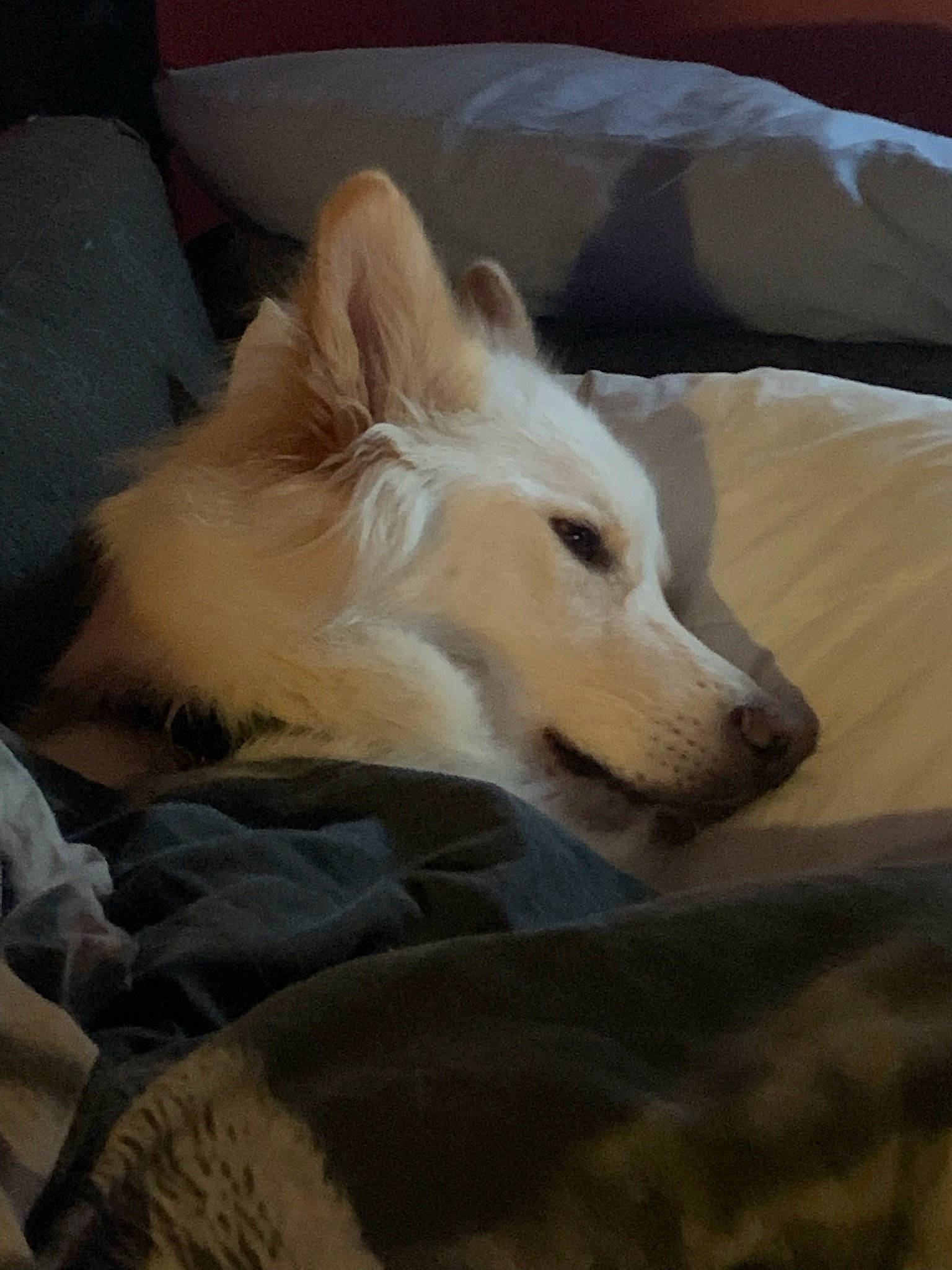 Loki is registered to the contest to win money with this photo: aircraft, bed, carnivore, comfort, companion_dog, couch, dog, dog_breed, fawn, flooring, fur, furniture, linens, non_sporting_group, puppy, sporting_group, terrestrial_animal, whiskers, wood, working_animal