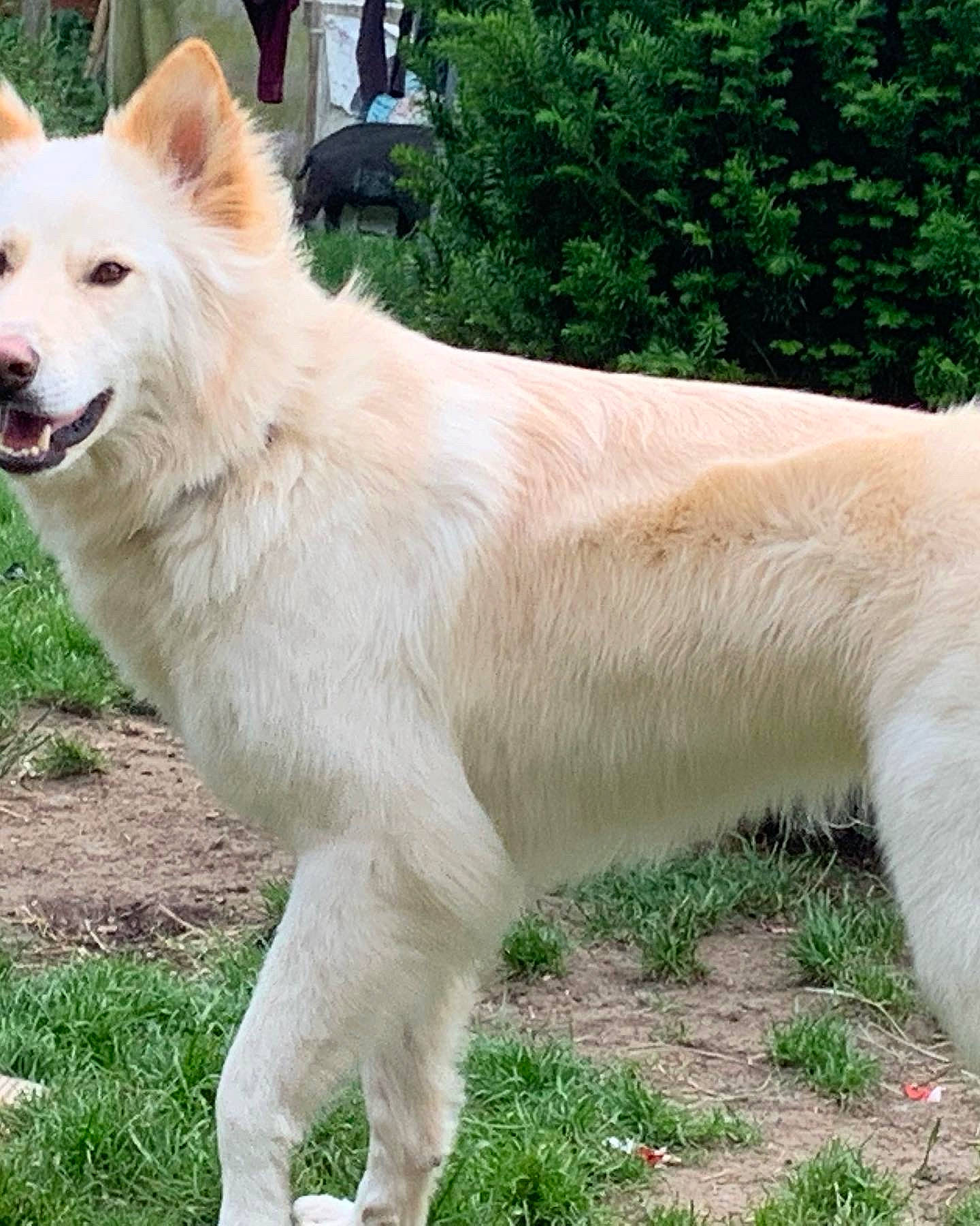 Loki is registered to the contest to win money with this photo: ancient_dog_breeds, canidae, carnivore, collar, companion_dog, dog, dog_breed, fang, fawn, fur, grass, non_sporting_group, plant, snout, sporting_group, tail, terrestrial_animal, working_animal, working_dog