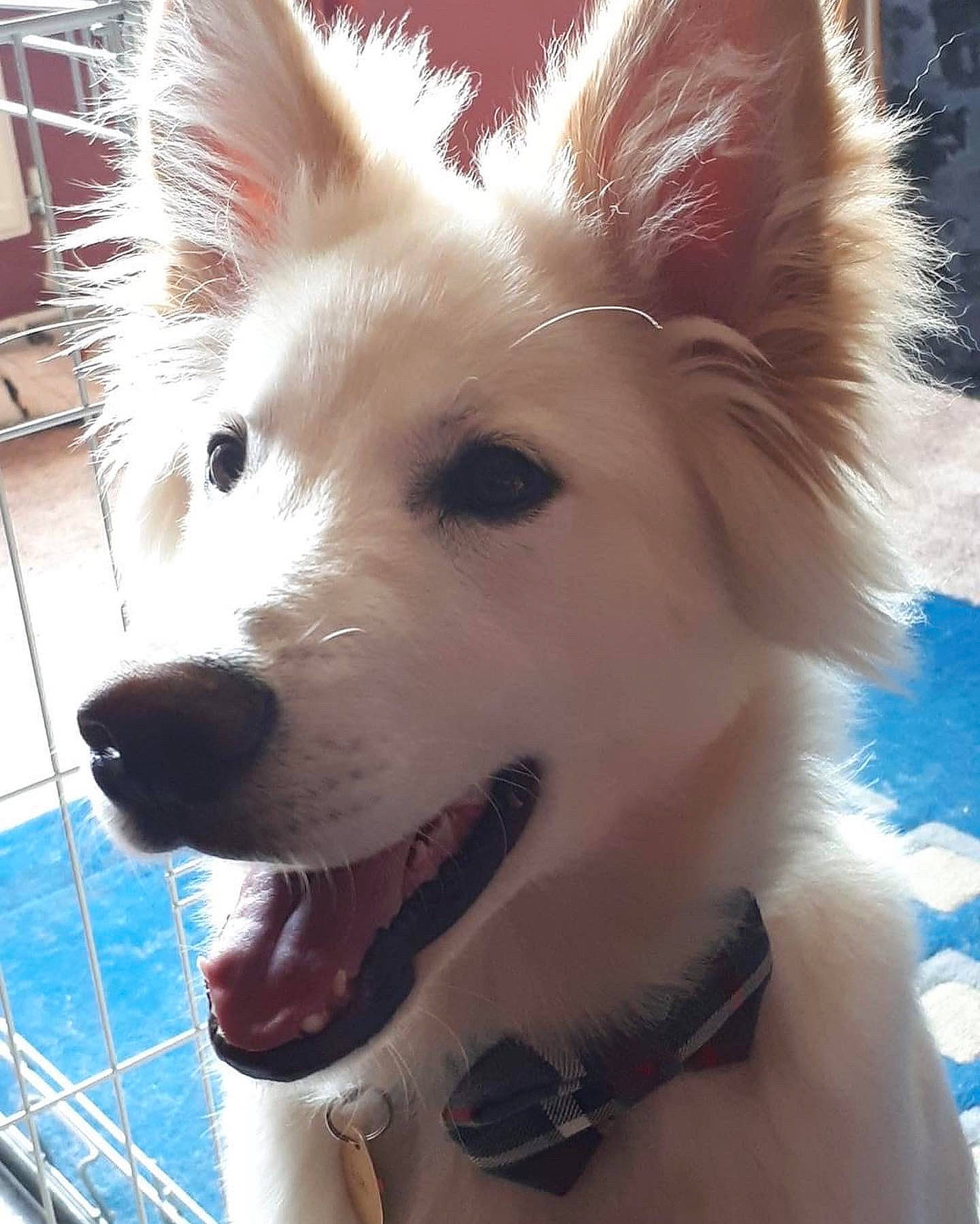 Loki joined the competition — help win amazing prizes! canidae, carnivore, collar, companion_dog, dog, dog_breed, dog_collar, dog_supply, ear, fawn, fur, german_spitz, german_spitz_mittel, snout, spitz, sporting_group, toy_dog, water, whiskers, working_animal