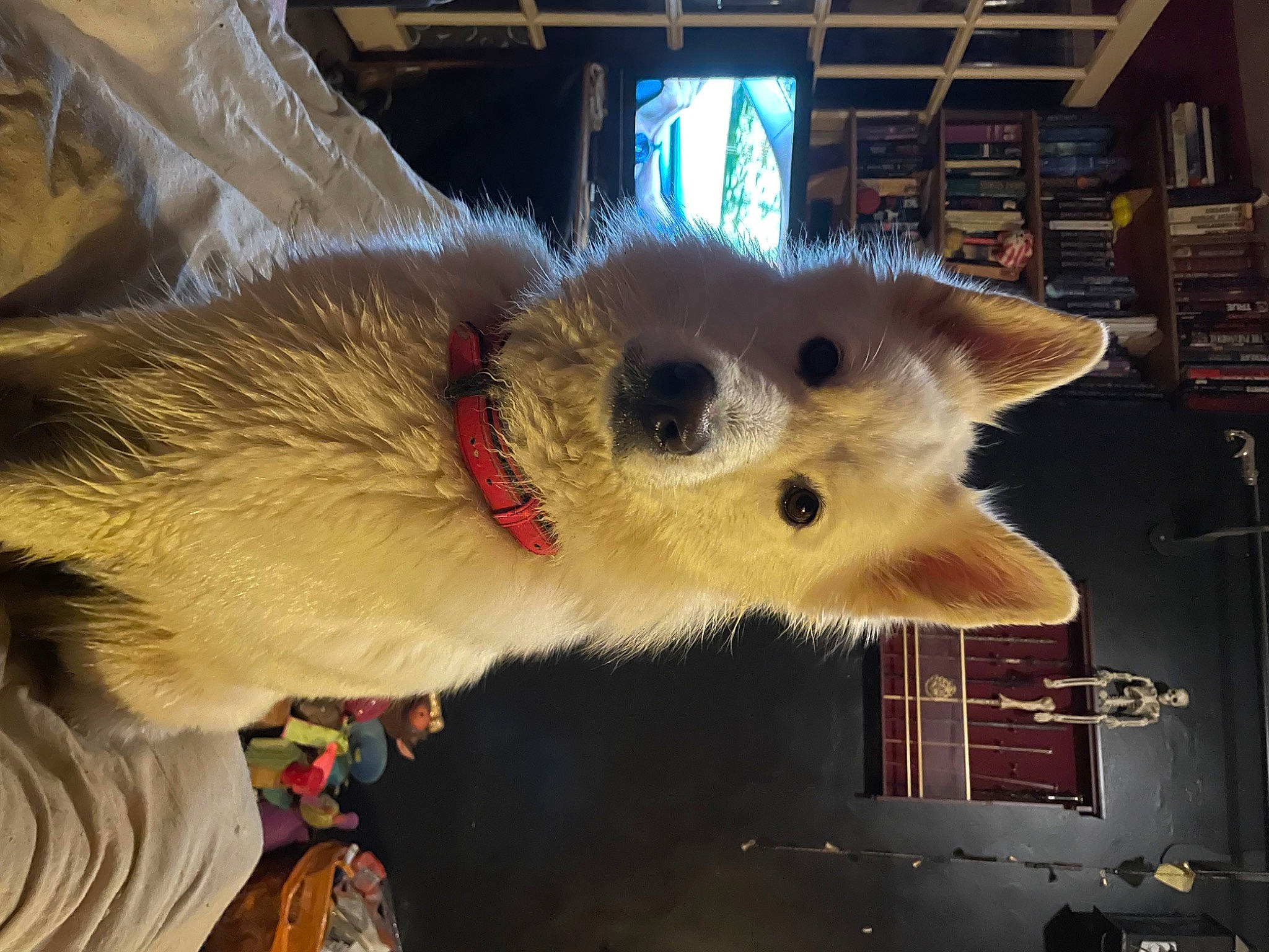 Rune joined the competition — help win amazing prizes! canidae, carnivore, collar, companion_dog, dog, dog_breed, event, fang, fawn, felidae, fur, head, indian_spitz, jaw, shelf, snout, spitz, terrestrial_animal, whiskers, working_animal