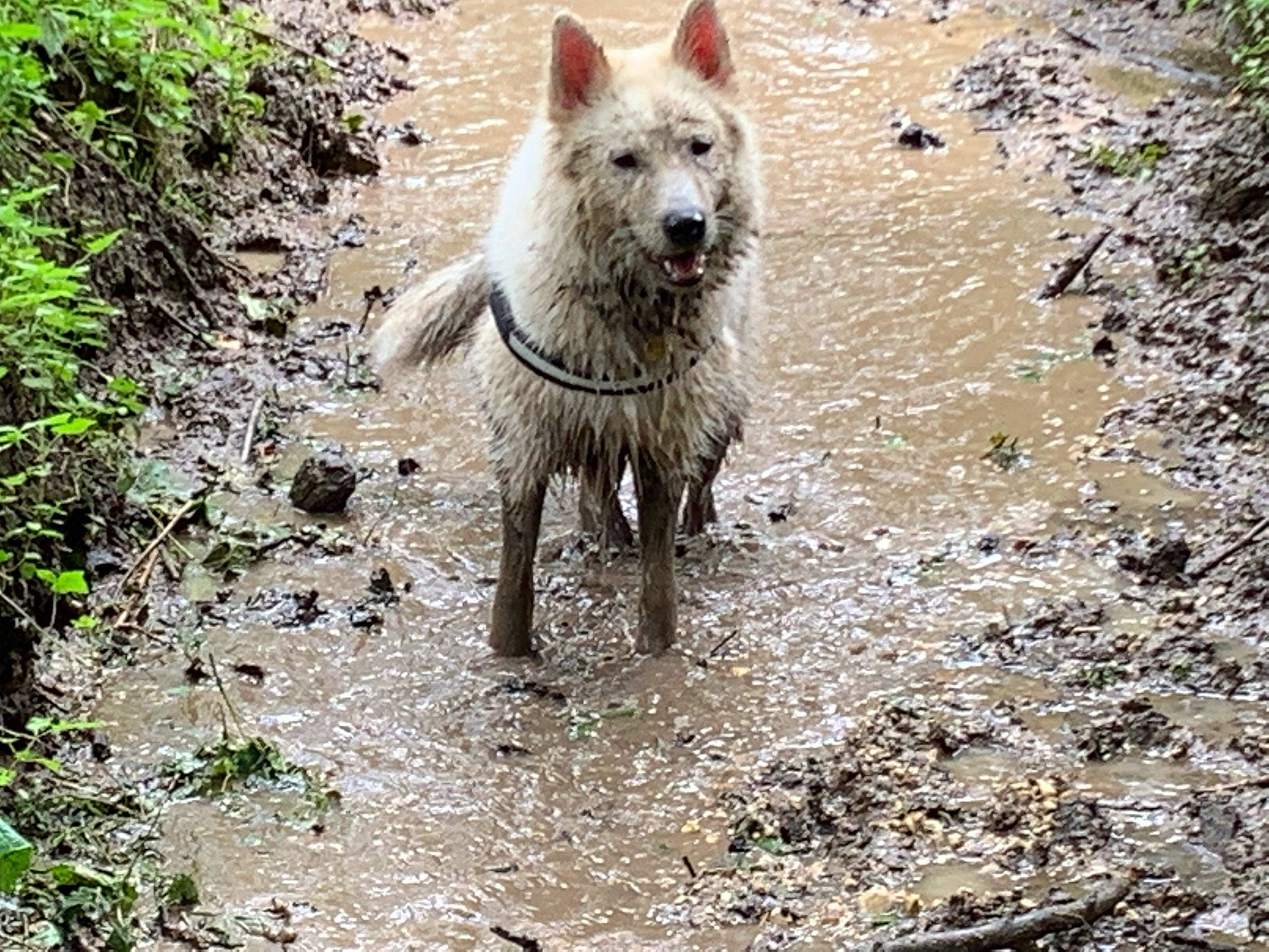 Rune is registered to the contest to win money with this photo: canidae, canis, carnivore, dog, dog_breed, fawn, ford, natural_landscape, non_sporting_group, snout, soil, sporting_group, tail, terrestrial_animal, tracking_trial, walking, water, working_animal, working_dog