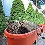 animal, bushes, cat, daylight, ears, feline, fluffy, garden, greenery, leaves, nature, orange, outdoor, pet, plant_pot, planter, relaxed, stone_pavement, tabby, whiskers