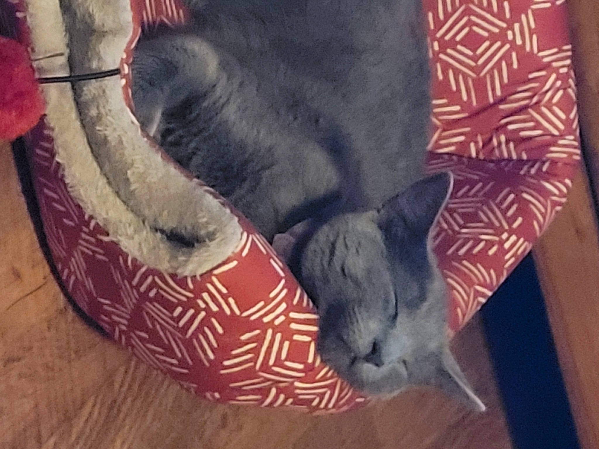 Bella joined the competition — help win amazing prizes! black_cat, carnivore, cat, comfort, dog_breed, domestic_short_haired_cat, fawn, felidae, flooring, fur, grey, hardwood, human_leg, mammal, pattern, small_to_medium_sized_cats, tail, vertebrate, whiskers, wood