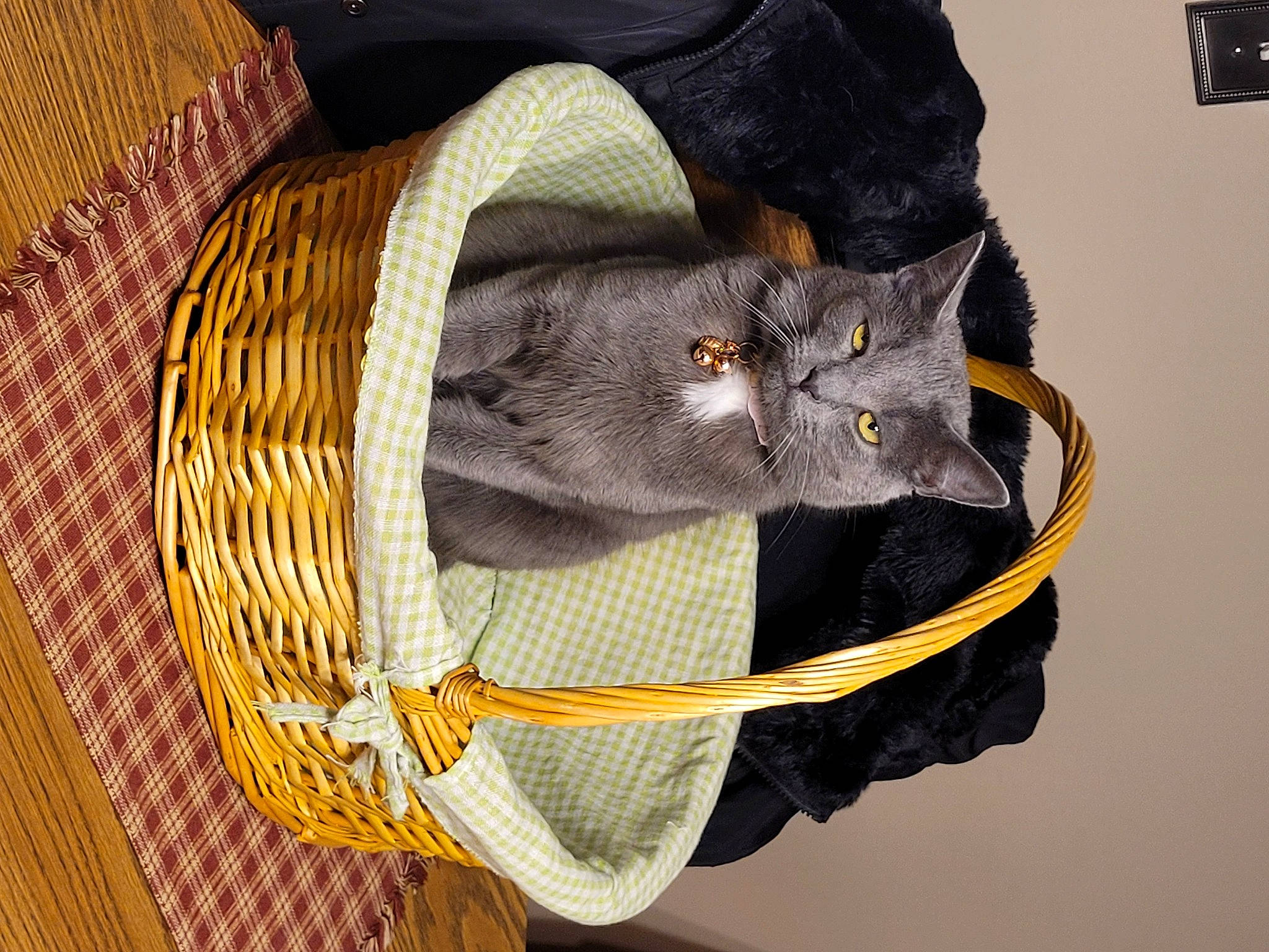 Bella is registered to the contest to win money with this photo: baby_products, bag, button, cat, circle, collar, dress_shirt, embellishment, fashion_accessory, felidae, fur, pattern, pocket, sleeve, small_to_medium_sized_cats, thread, wool, woolen, woven_fabric