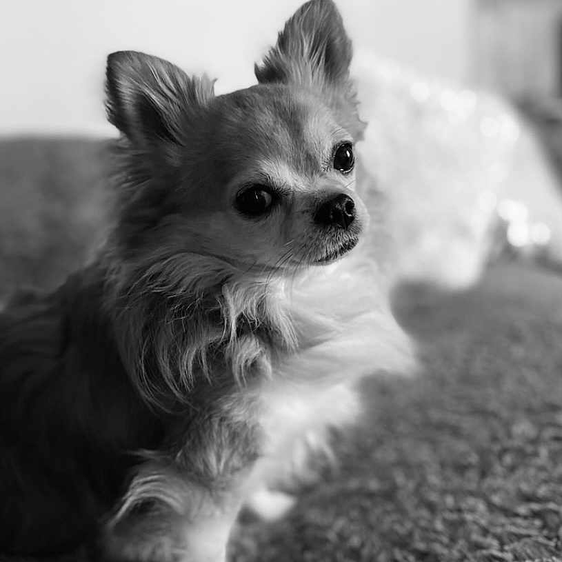 Luigi a rejoint le concours — aidez-le/la à gagner de superbes lots ! animal, canine, chihuahua, cockerspaniel, dog, eskimodog, papillon, pet, puppy, terrier