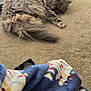 Tc Kitty is registered to the contest to win money with this photo: animal, blanket, carpet, cat, cozy, domestic, fluffy, fur, home, indoor, nap, patterned, peaceful, pet, relaxing, resting, sleeping, soft, tail, window