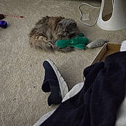 Tc Kitty joined the competition — help win amazing prizes! animal, carpet, cat, cozy, cylindrical_object, domestic, fireplace, floor, furniture, furry, gray_cat, home, indoor, pet, plush_toy, relaxing, shoe, sleeping, toy, warm_lighting