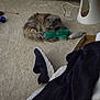 animal, carpet, cat, cozy, cylindrical_object, domestic, fireplace, floor, furniture, furry, gray_cat, home, indoor, pet, plush_toy, relaxing, shoe, sleeping, toy, warm_lighting