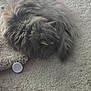 Tc Kitty is registered to the contest to win money with this photo: animal, beige, cap, carpet, cat, cozy, curled_up, feline, fluffy, fur, home, indoor, pet, quiet, relaxation, resting, sleeping, small_object, soft_light, window_blinds