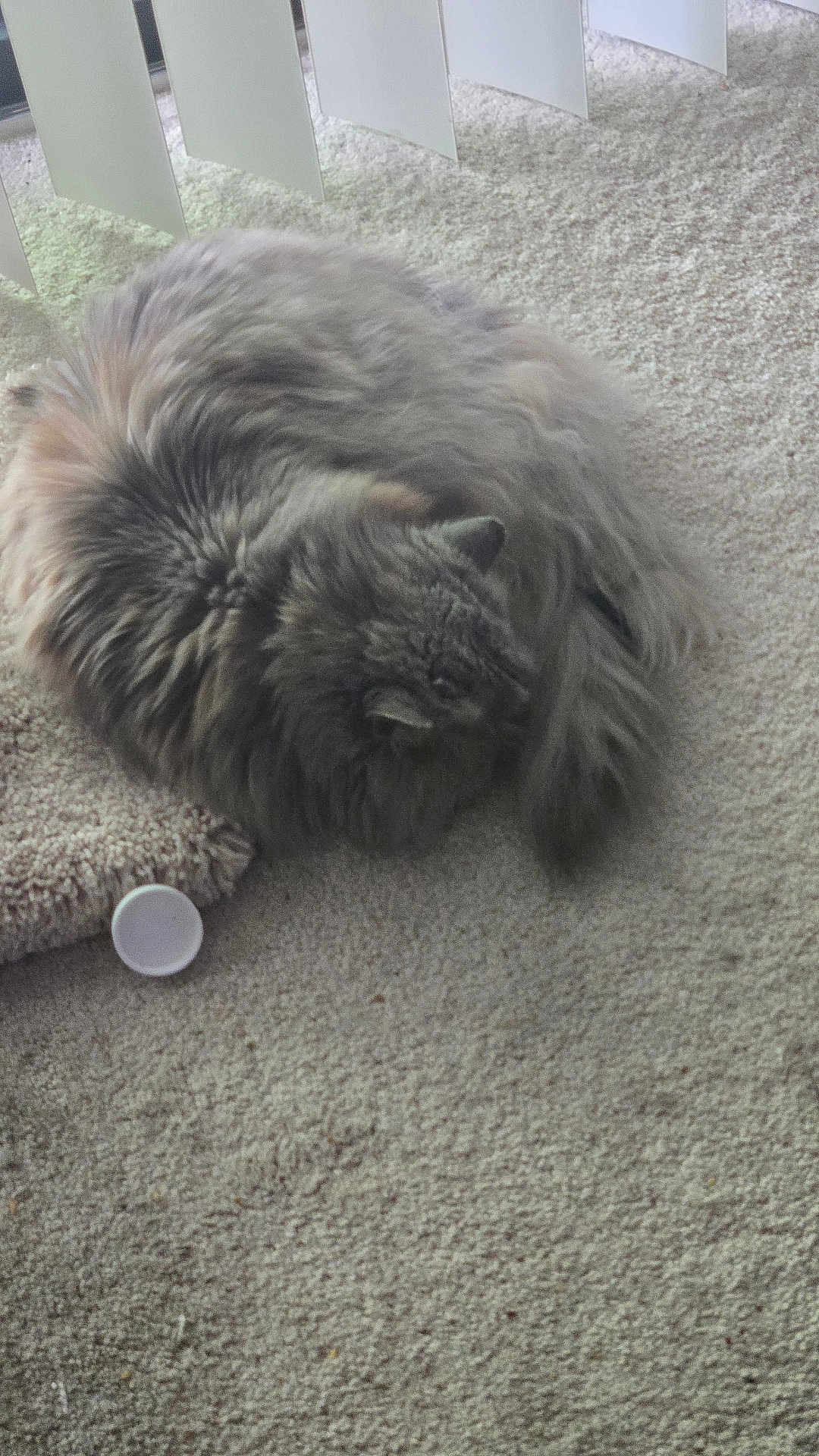 Tc Kitty