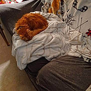 Sammy is registered to the contest to win money with this photo: animal, blanket, brown, cat, couch, cozy, curled_up, domestic_cat, fur, furniture, home, indoor, orange_cat, patterned_blanket, pet, relaxation, resting, sleeping, soft_lighting, white