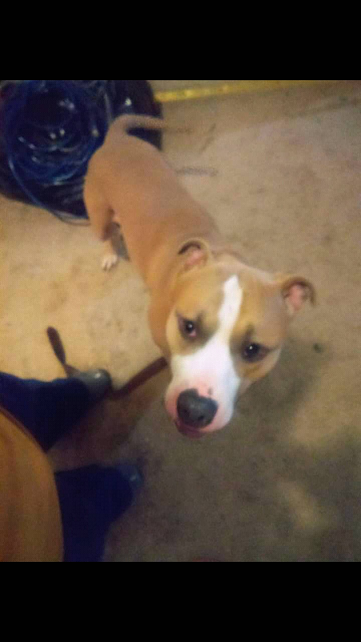 Chief joined the competition — help win amazing prizes! canidae, carnivore, companion_dog, dog, dog_breed, dog_supply, fawn, flooring, irishjacks, non_sporting_group, paw, sporting_group, tail, terrestrial_animal, whiskers, working_animal