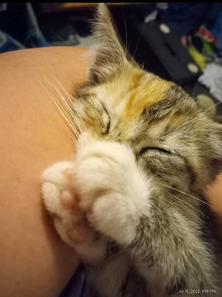 Doja Kat joined the competition — help win amazing prizes! carnivore, cat, claw, close_up, comfort, domestic_short_haired_cat, fawn, felidae, fur, human_leg, nap, paw, sleep, small_to_medium_sized_cats, snout, tail, terrestrial_animal, whiskers, wildlife