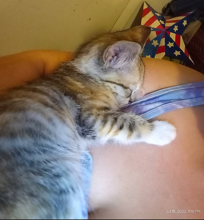 Doja Kat joined the competition — help win amazing prizes! bed, carnivore, cat, claw, comfort, couch, domestic_short_haired_cat, eye, fawn, felidae, fur, human_leg, nail, paw, small_to_medium_sized_cats, snout, tail, terrestrial_animal, whiskers