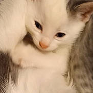 Dipstick joined the competition — help win amazing prizes! kitten, cat, white_cat, multiple_kittens, close_up, fur, paw, whiskers, eyes, nose, cuddling, cozy, bedding, indoor, pet, sleepy, adorable, blurred, portrait, young