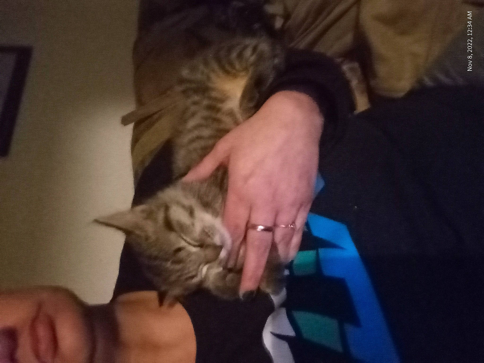 Kit Kat joined the competition — help win amazing prizes! carnivore, cat, claw, comfort, domestic_short_haired_cat, ear, elbow, felidae, finger, fur, gesture, lap, nail, picture_frame, small_to_medium_sized_cats, thumb, whiskers, wrist