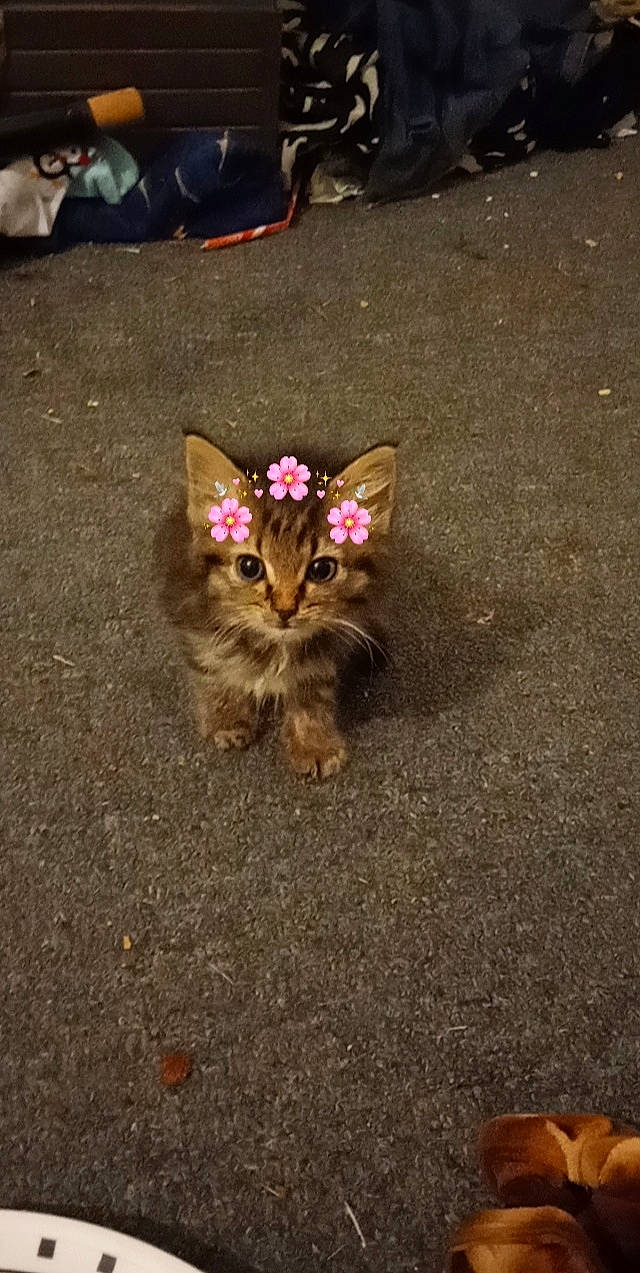 Kit Kat joined the competition — help win amazing prizes! asphalt, carnivore, cat, fawn, felidae, foot, fur, grass, human_leg, leg, mammal, paw, petal, plant, road_surface, small_to_medium_sized_cats, soil, tail, terrestrial_animal, whiskers