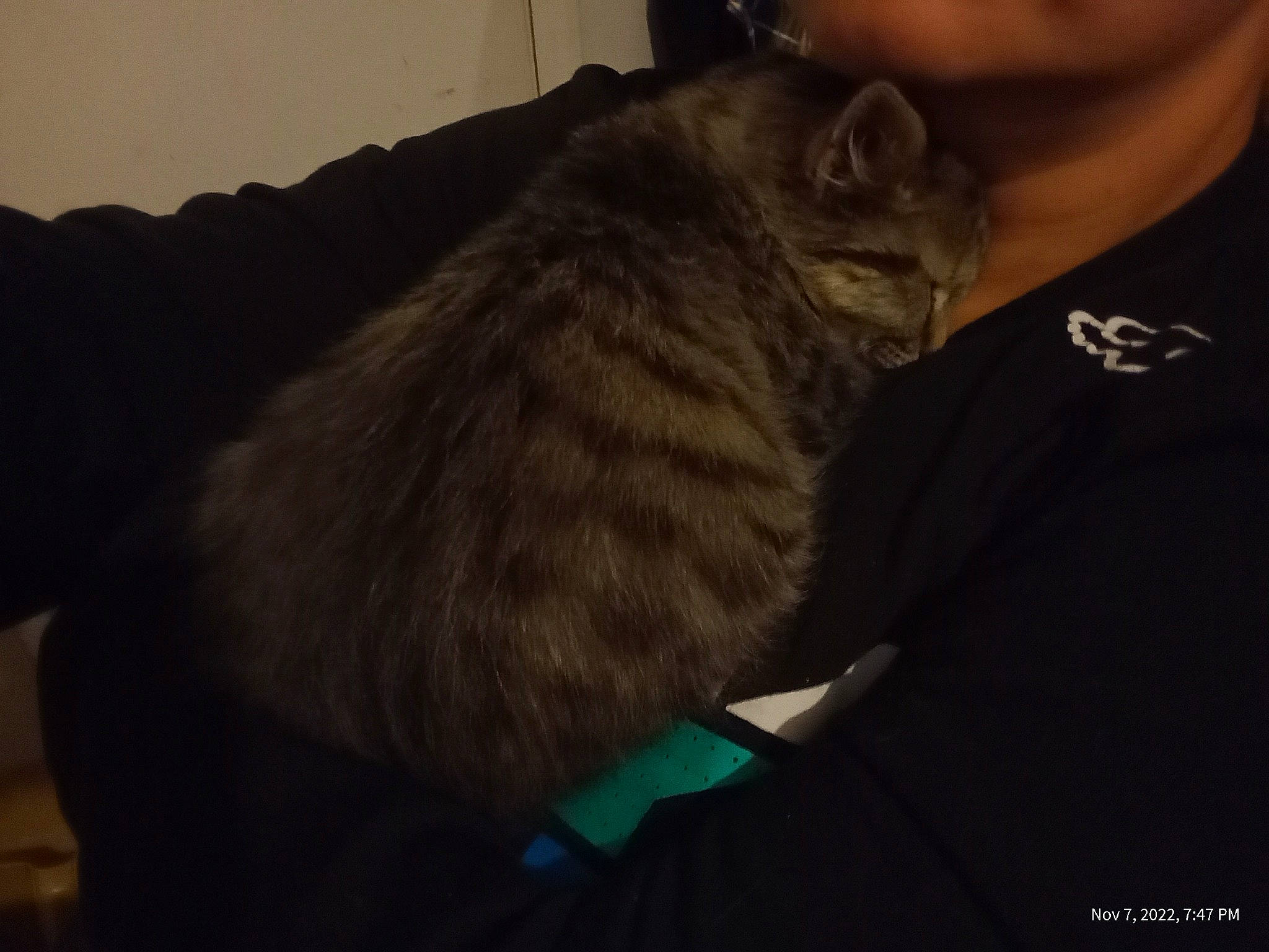 Kit Kat joined the competition — help win amazing prizes! canidae, carnivore, cat, claw, comfort, darkness, domestic_short_haired_cat, ear, felidae, fur, grey, paw, small_to_medium_sized_cats, snout, tail, whiskers