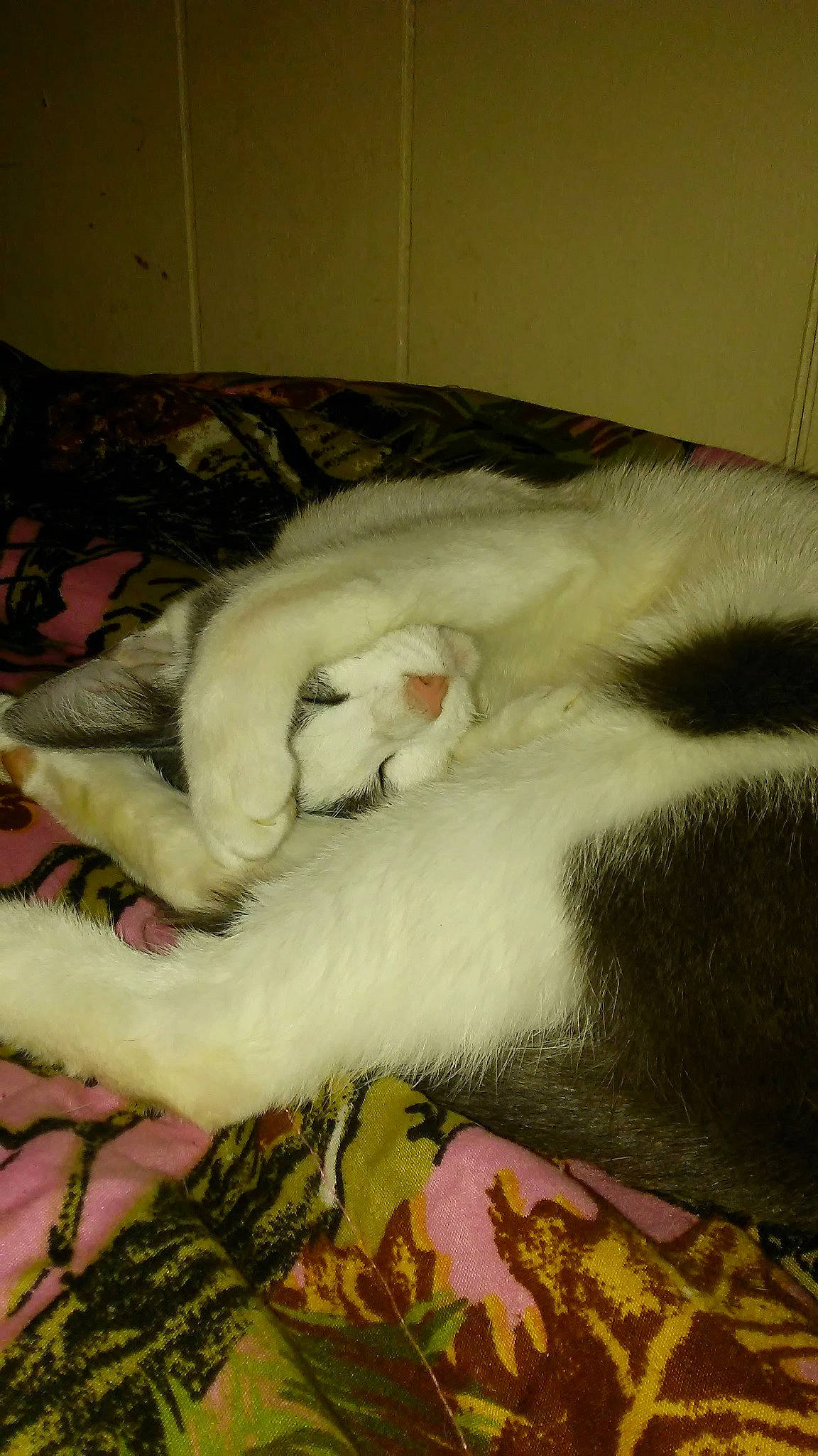 Whiney is registered to the contest to win money with this photo: bed, canidae, carnivore, cat, cat_bed, comfort, companion_dog, dog_breed, fang, fawn, felidae, fur, jaw, linens, paw, small_to_medium_sized_cats, snout, tail, whiskers, wool