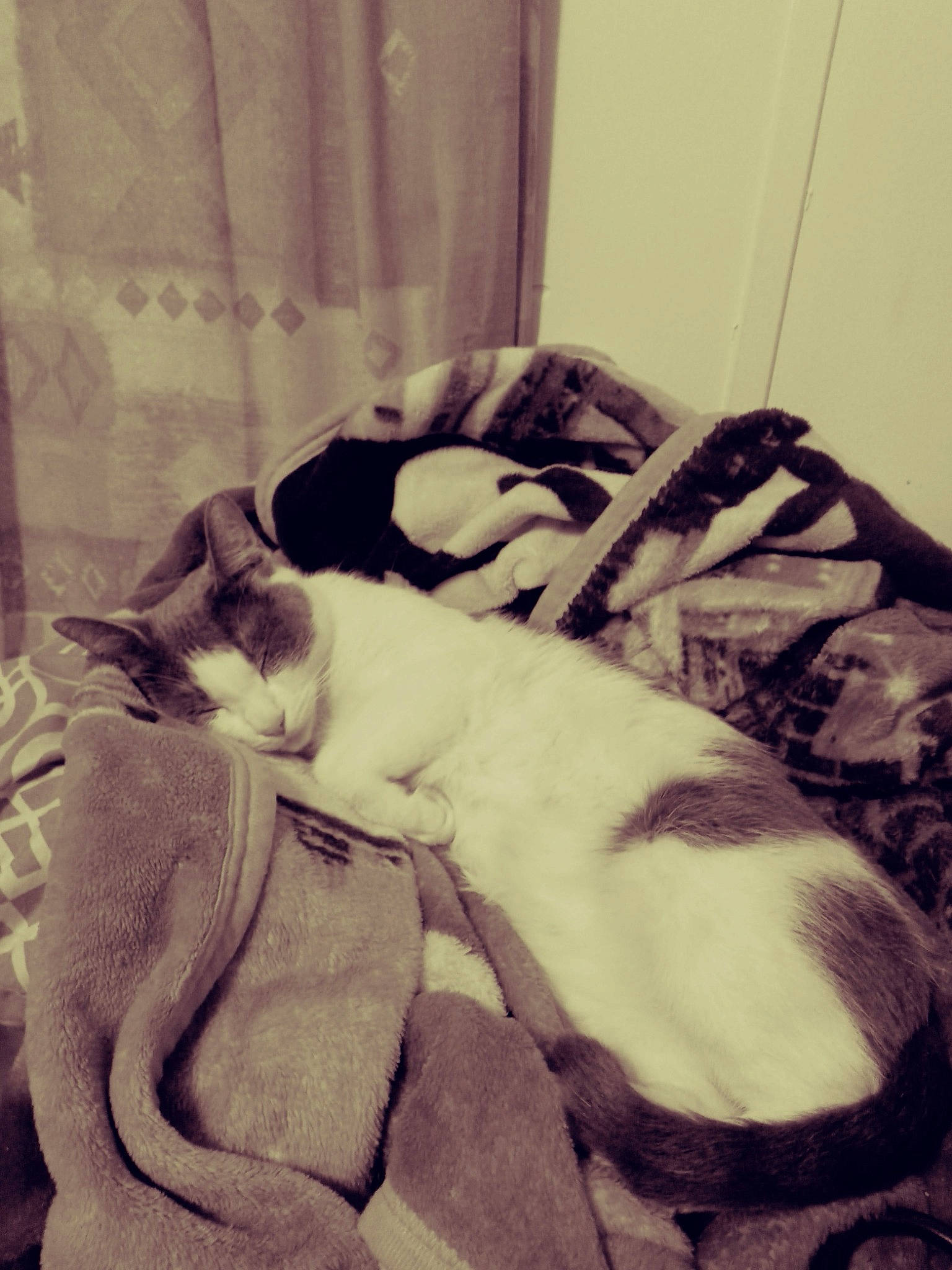 Whiney joined the competition — help win amazing prizes! bedding, carnivore, cat, cloud, comfort, companion_dog, curtain, domestic_short_haired_cat, felidae, fur, grey, linens, mammal, small_to_medium_sized_cats, snout, tail, textile, tints_and_shades, vertebrate, whiskers