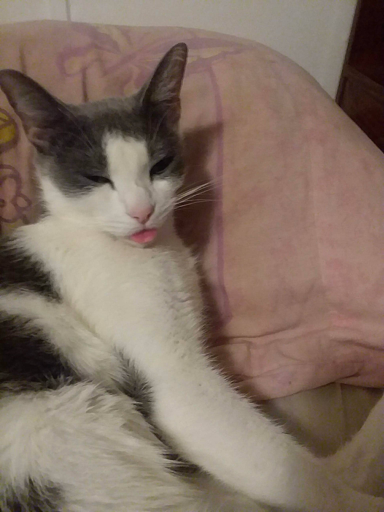 Whiney is registered to the contest to win money with this photo: carnivore, cat, claw, comfort, domestic_short_haired_cat, felidae, foot, fur, paw, small_to_medium_sized_cats, snout, tail, whiskers