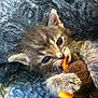 Squish joined the competition — help win amazing prizes! kitten, cat, pet, animal, furry, cute, young, toy, plush, claws, whiskers, ears, face, paws, blue_background, closeup, indoor, resting, nibbling, feline