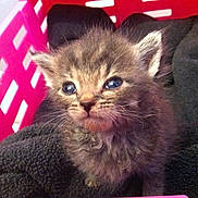 Squish is registered to the contest to win money with this photo: kitten, cat, furry, cute, animal, pet, young, small, soft, blanket, basket, indoors, closeup, fur, whiskers, ears, eyes, cozy, resting, curious