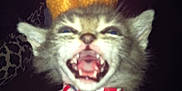 Squish joined the competition — help win amazing prizes! kitten, cat, pet, animal, hat, bandana, close_up, mouth_open, teeth, feline, indoor, fur, cute, blurry, small, face, expression, domestic_animal, young, accessory