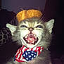 kitten, cat, pet, animal, hat, bandana, close_up, mouth_open, teeth, feline, indoor, fur, cute, blurry, small, face, expression, domestic_animal, young, accessory