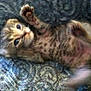 Squish joined the competition — help win amazing prizes! kitten, cat, paw, fur, cute, animal, pet, lying_down, close_up, blurry, pattern, fabric, young, whiskers, eyes, small, indoor, feline, soft, playful