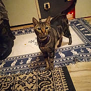 Kc is registered to the contest to win money with this photo: alert, boots, cat, collar, cord, curious, domestic_cat, feline, floor, home, indoor, patterned_rug, pet, power_outlet, rug, standing, striped, tabby, tail_up, wooden_floor