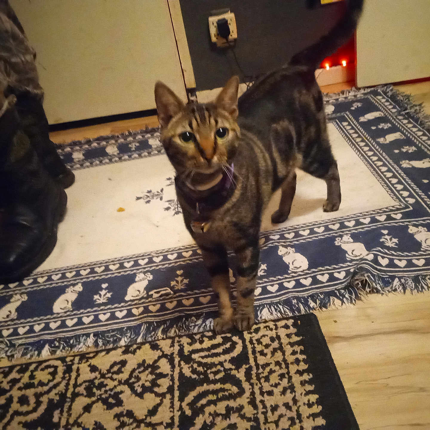 Kc is registered to the contest to win money with this photo: alert, boots, cat, collar, cord, curious, domestic_cat, feline, floor, home, indoor, patterned_rug, pet, power_outlet, rug, standing, striped, tabby, tail_up, wooden_floor