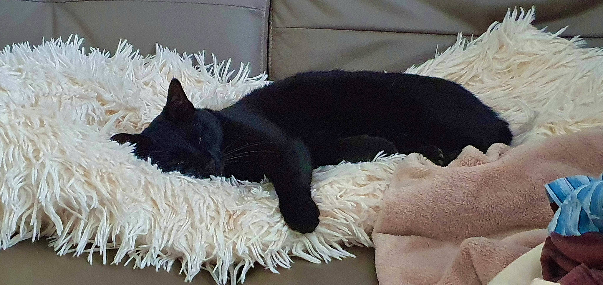 Neko a rejoint le concours — aidez-le/la à gagner de superbes lots ! black_cat, canidae, carnivore, cat, cat_supply, claw, comfort, companion_dog, dog_breed, domestic_short_haired_cat, felidae, fur, linens, nap, small_to_medium_sized_cats, snout, sporting_group, tail, terrestrial_animal, whiskers