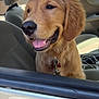 dog, golden_retriever, puppy, car, car_interior, window, seat, collar, leash, daylight, happy, smiling, pet, animal, tongue, fur, closeup, transportation, vehicle, outdoor