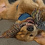 dog, puppy, golden_retriever, upside_down, rope_toy, playing, couch, indoor, pet, fur, blue_harness, teeth, nose, ears, happy, chewing, closeup, animal, cute, home