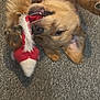 dog, puppy, golden_retriever, playing, toy, carpet, cute, teeth, mouth, fur, pet, animal, indoor, lying_down, playful, red, white, closeup, chewing, happy