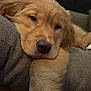 golden_retriever, puppy, dog, pet, sleepy, resting, couch, cushion, furry, closeup, indoors, cozy, cute, paw, animal, domestic_animal, young, relaxed, brown_fur, snout