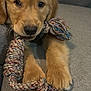 golden_retriever, puppy, dog, rope_toy, chewing, playing, cute, pet, animal, fur, paws, couch, indoor, closeup, adorable, young, relaxed, colorful, texture, friendly