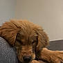 dog, golden_retriever, puppy, sleeping, couch, furniture, indoor, fluffy, resting, pet, canine, animal, relaxation, brown_fur, close_up, domestic, cute, young_dog, cozy, nap