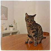 Jupiter a rejoint le concours — aidez-le/la à gagner de superbes lots ! cat, tabby, pet, animal, wooden_table, indoor, houseplant, blurred_background, furniture, curious, sitting, whiskers, ears, eyes, domestic_cat, striped_fur, cozy, home, portrait, feline