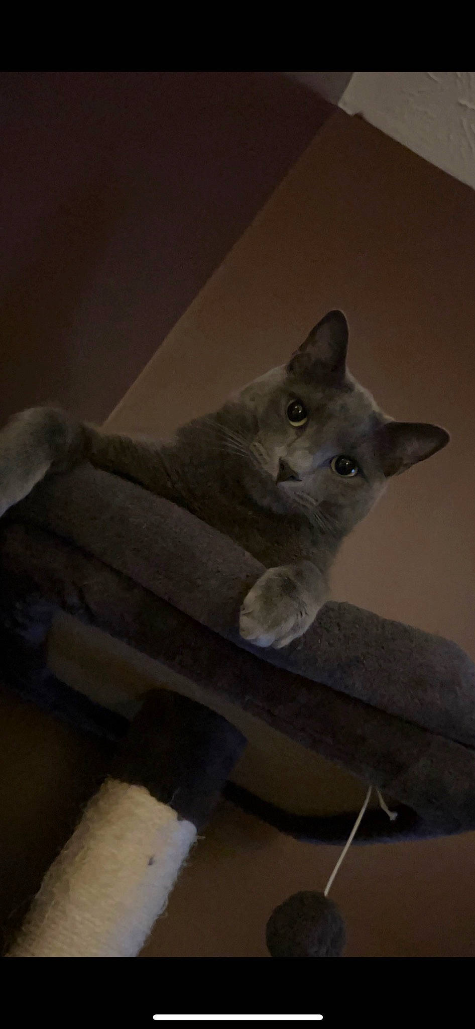 Smokey is registered to the contest to win money with this photo: carnivore, cat, domestic_short_haired_cat, felidae, fur, grey, plaster, room, russian_blue, sculpture, small_to_medium_sized_cats, tail, whiskers, wood