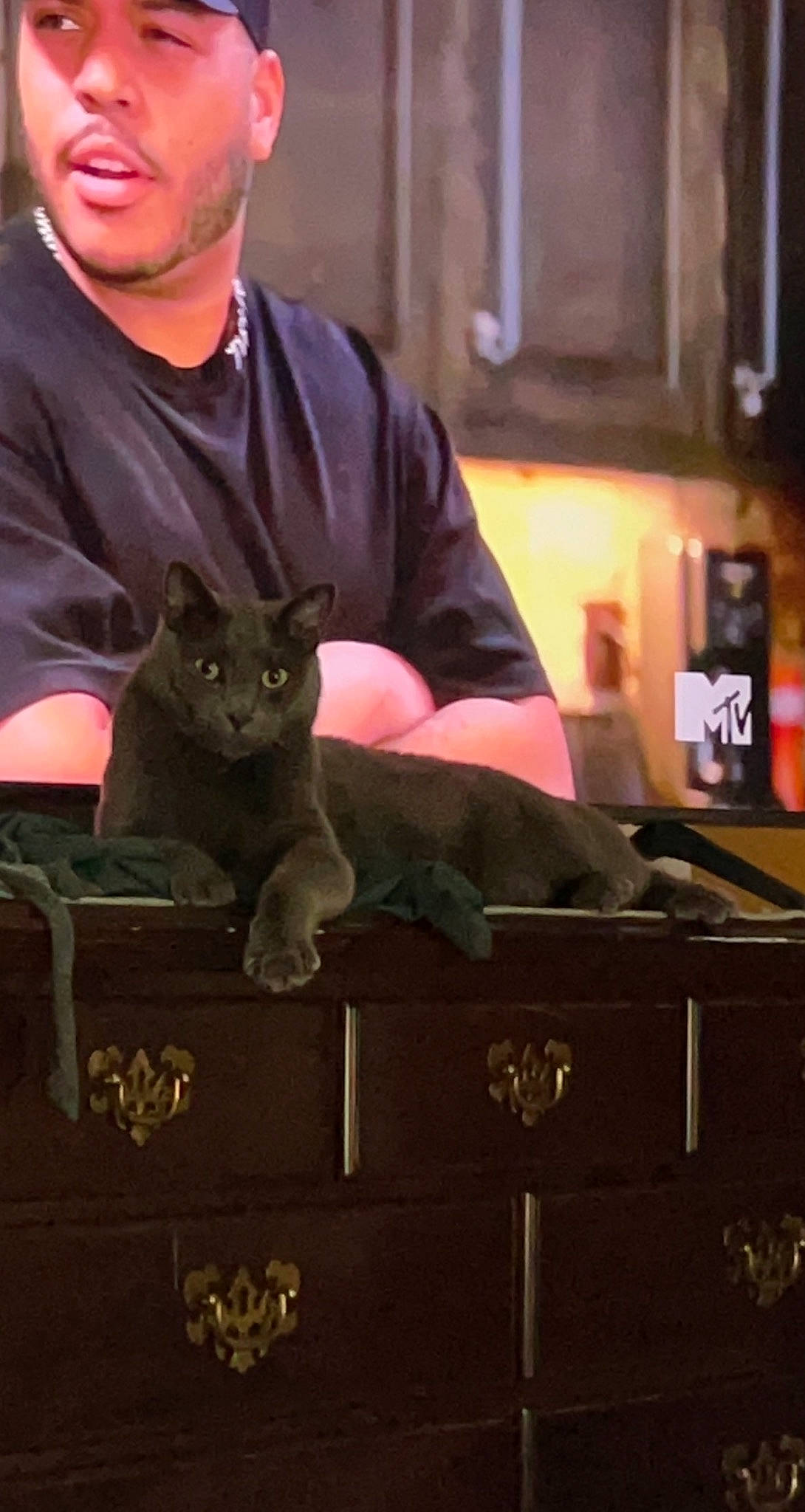 Smokey joined the competition — help win amazing prizes! box, cabinetry, carnivore, cat, chest, chest_of_drawers, domestic_short_haired_cat, drawer, fawn, felidae, fur, grey, hat, marsupial, shipping_box, sitting, small_to_medium_sized_cats, t_shirt, whiskers, wood