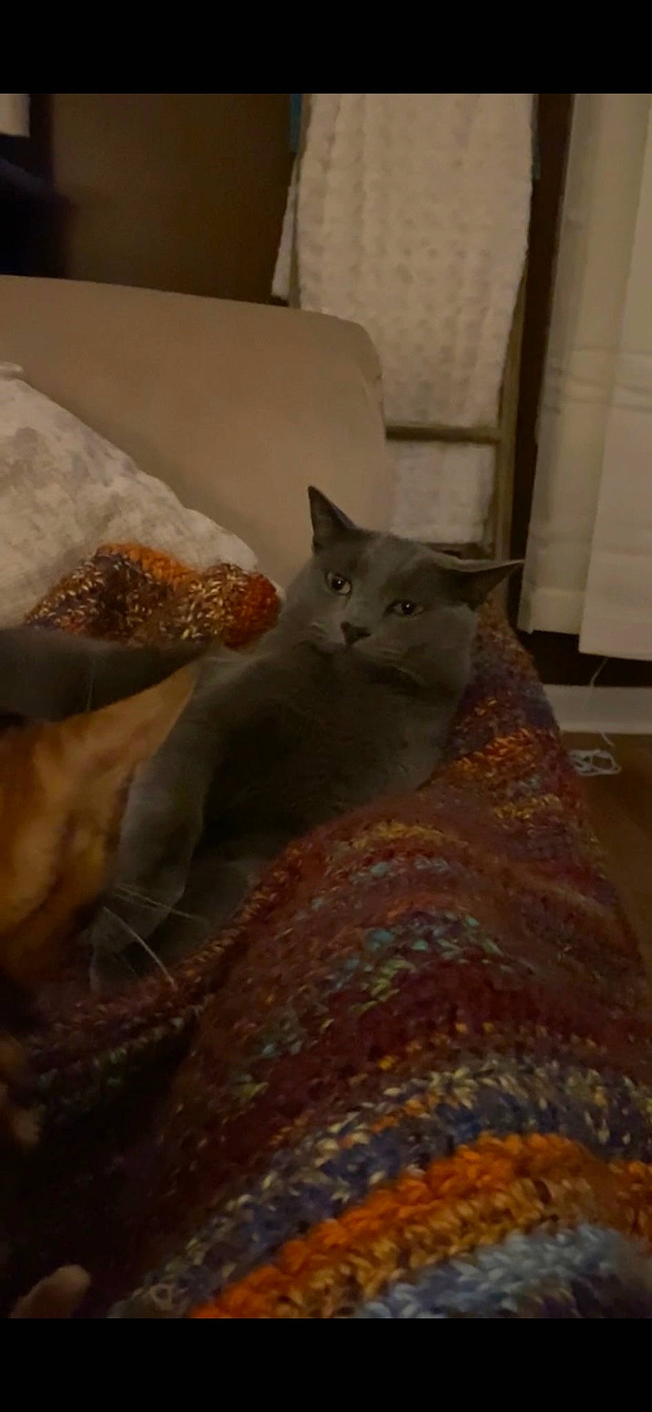 Smokey is registered to the contest to win money with this photo: carnivore, cat, comfort, domestic_short_haired_cat, fawn, felidae, flooring, fur, grey, hardwood, linens, pattern, room, russian_blue, small_to_medium_sized_cats, tail, whiskers, window, wood