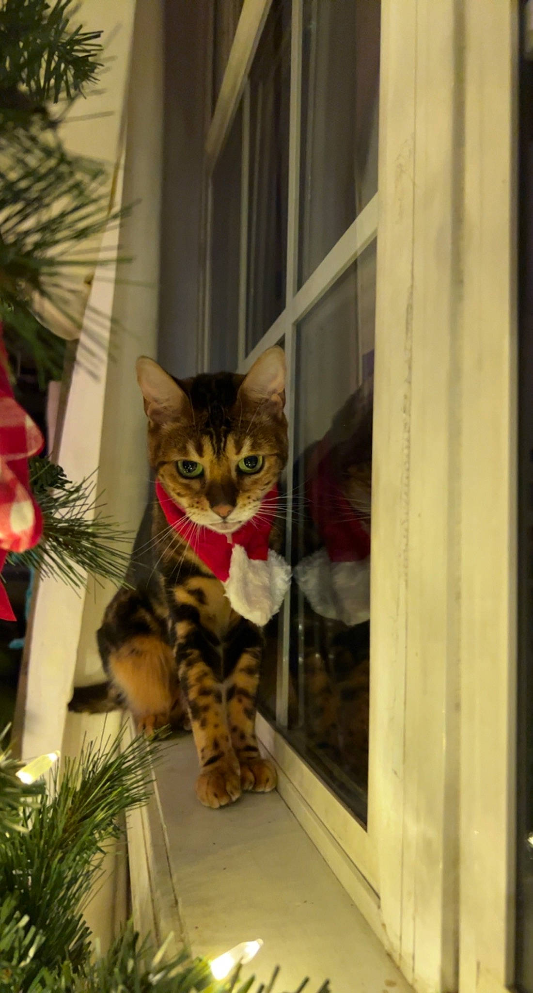 Milly is registered to the contest to win money with this photo: carnivore, cat, christmas_ornament, christmas_tree, door, event, evergreen, fawn, felidae, fur, holiday_ornament, ornament, plant, small_to_medium_sized_cats, snout, tail, tree, whiskers, window, wood