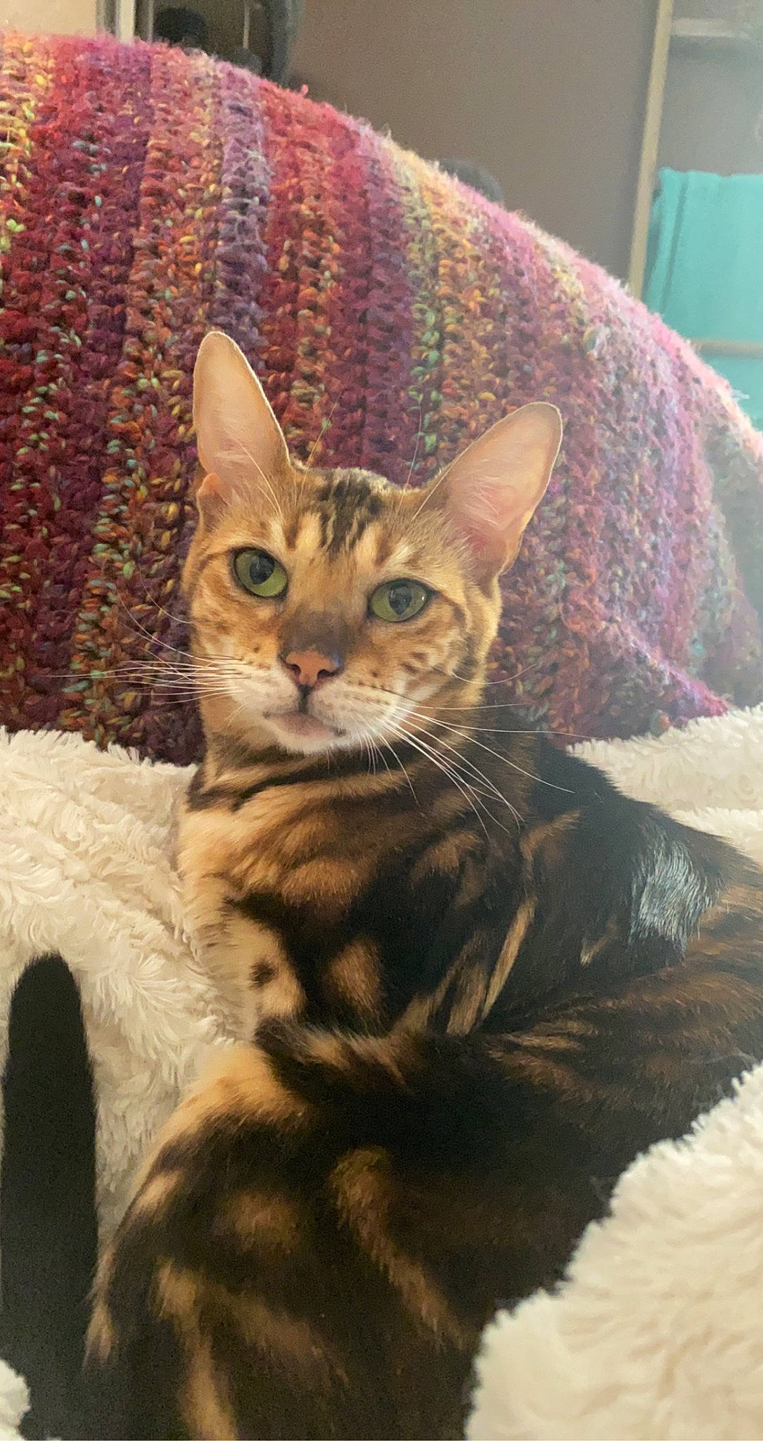 Milly joined the competition — help win amazing prizes! art, carnivore, cat, claw, comfort, domestic_short_haired_cat, fawn, felidae, fur, illustration, paint, painting, paw, sitting, small_to_medium_sized_cats, snout, tail, terrestrial_animal, whiskers, wildlife