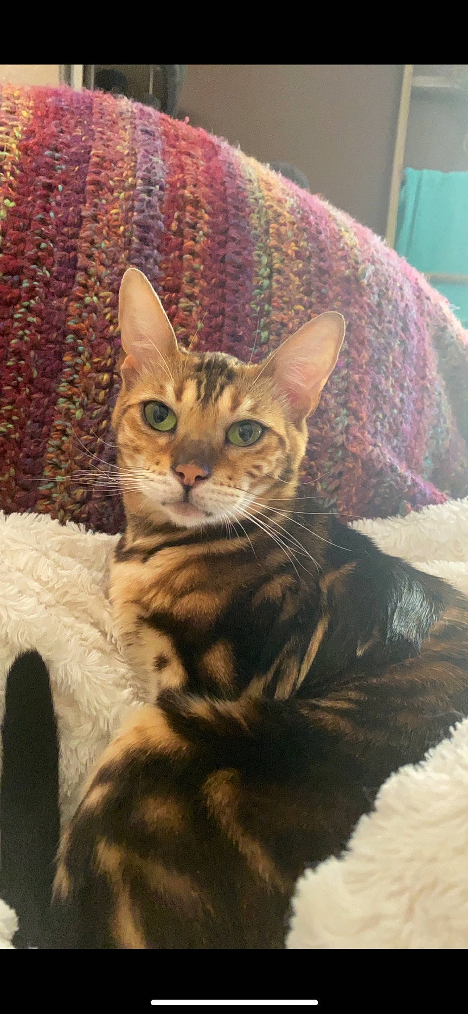 Milly joined the competition — help win amazing prizes! art, carnivore, cat, claw, comfort, domestic_short_haired_cat, fawn, felidae, fur, paint, painting, paw, sitting, small_to_medium_sized_cats, snout, tail, terrestrial_animal, watercolor_paint, whiskers, wildlife