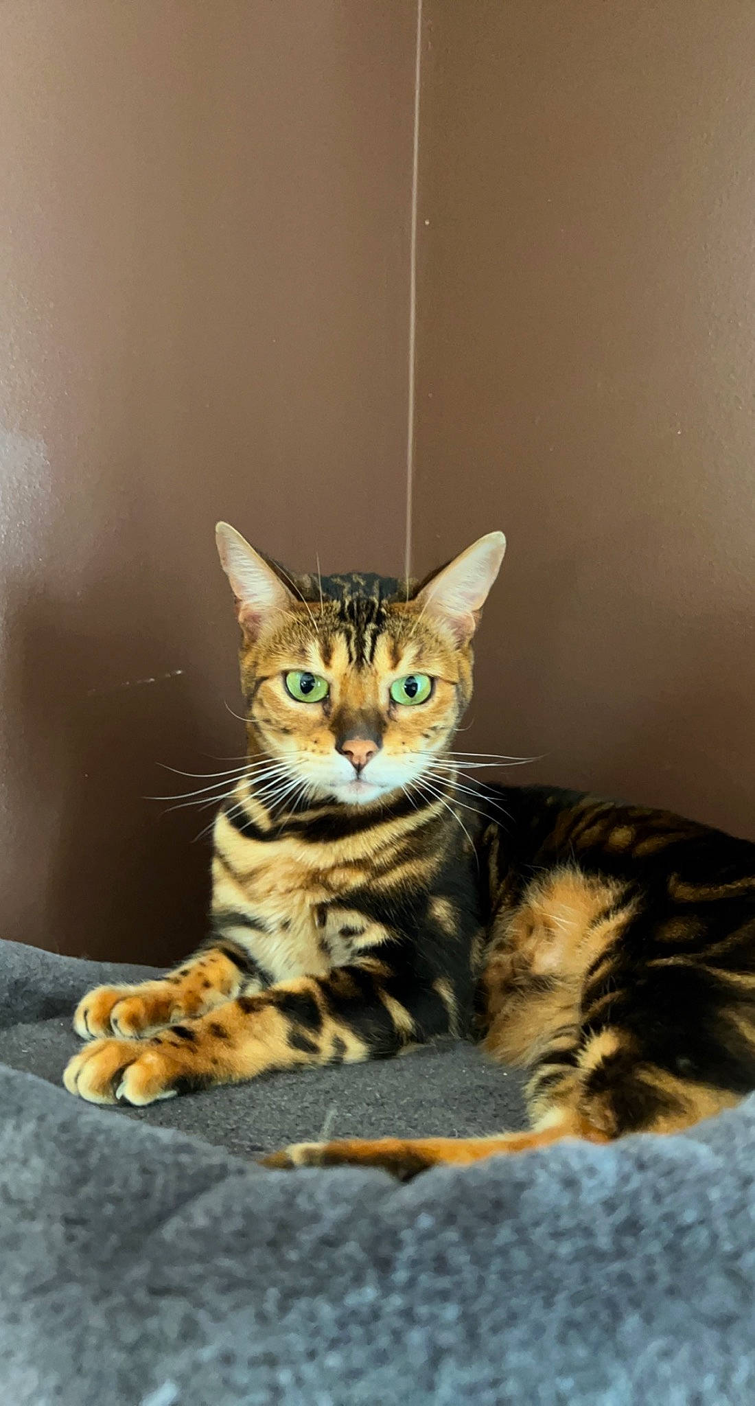 Milly joined the competition — help win amazing prizes! carnivore, cat, cat_supply, comfort, domestic_short_haired_cat, eye, felidae, fur, head, paw, sitting, small_to_medium_sized_cats, snout, terrestrial_animal, whiskers, wildlife