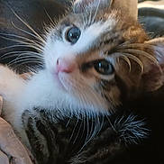 Spazzy joined the competition — help win amazing prizes! kitten, cat, close_up, fur, whiskers, cute, pet, animal, young, tabby, indoor, relaxed, soft, ears, face, eyes, comfort, cozy, lying_down, domestic_cat