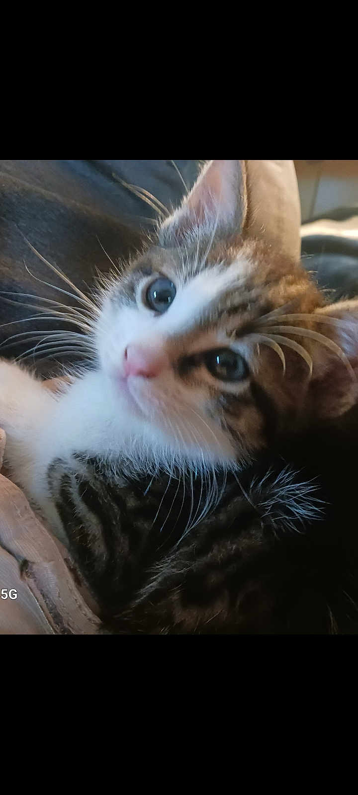 Spazzy joined the competition — help win amazing prizes! kitten, cat, close_up, fur, whiskers, cute, pet, animal, young, tabby, indoor, relaxed, soft, ears, face, eyes, comfort, cozy, lying_down, domestic_cat